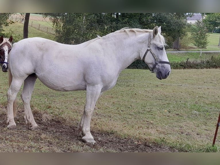 Polnisches Warmblut Stute 14 Jahre Schimmel in Adorf Polnisches Warmblut Stute 14 Jahre Schimmel in Adorf