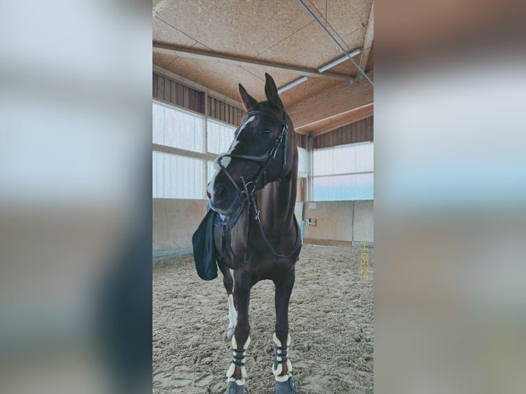 Polnisches Warmblut Stute 16 Jahre 164 cm Fuchs in Vaterstetten