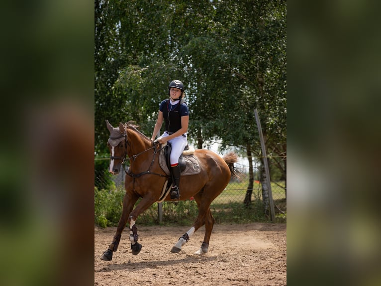 Polnisches Warmblut Stute 16 Jahre 165 cm Fuchs in Białystok