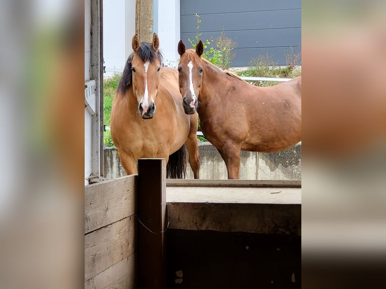 Polnisches Warmblut Stute 17 Jahre 154 cm Falbe in Otting