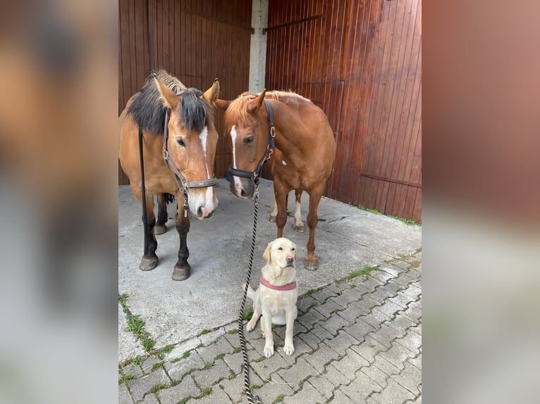 Polnisches Warmblut Stute 17 Jahre 154 cm Falbe in Otting