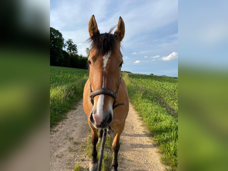 Polnisches Warmblut Stute 17 Jahre 154 cm Falbe in Otting