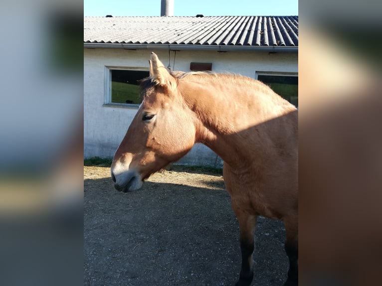 Polnisches Warmblut Stute 17 Jahre 154 cm Falbe in Otting