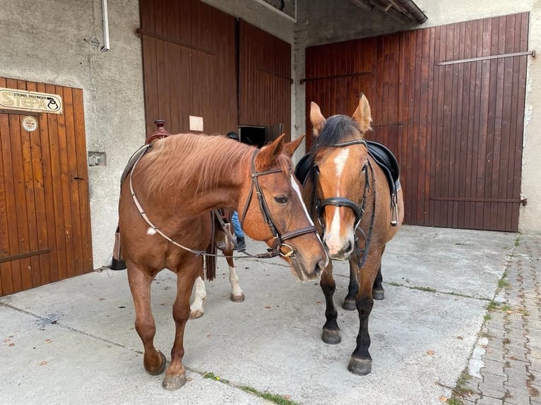 Polnisches Warmblut Stute 17 Jahre 154 cm Falbe in Otting