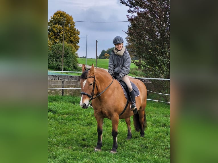 Polnisches Warmblut Stute 17 Jahre 154 cm Falbe in Otting