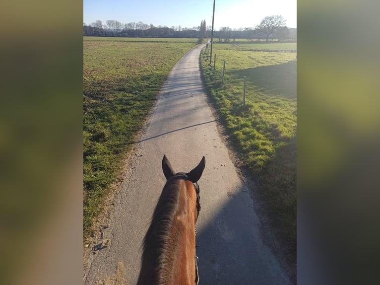 Polnisches Warmblut Stute 17 Jahre 165 cm Brauner in B&#xF6;nen