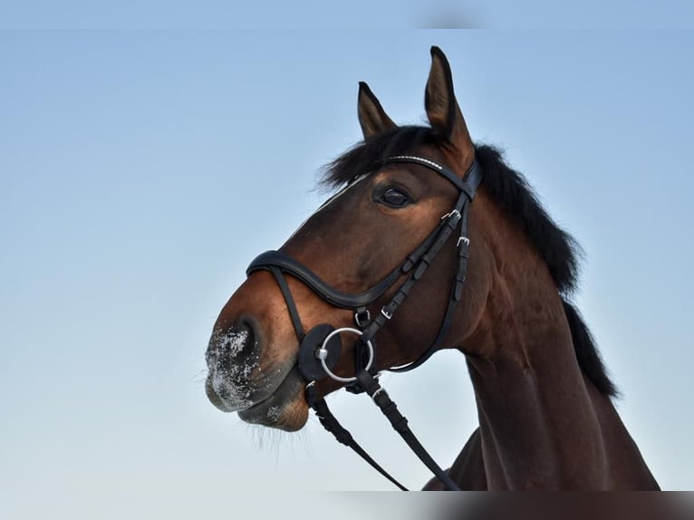 Polnisches Warmblut Stute 17 Jahre 165 cm Brauner in B&#xF6;nen