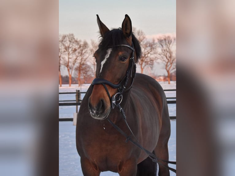 Polnisches Warmblut Stute 17 Jahre 165 cm Brauner in B&#xF6;nen