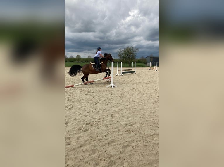 Polnisches Warmblut Stute 17 Jahre 165 cm Brauner in B&#xF6;nen