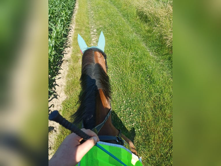 Polnisches Warmblut Stute 17 Jahre 165 cm Brauner in B&#xF6;nen