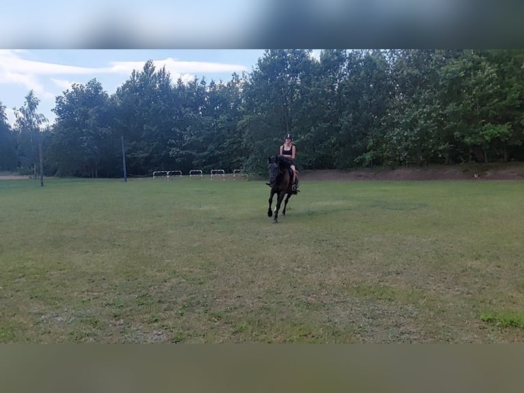 Polnisches Warmblut Stute 17 Jahre 165 cm Brauner in Mikorzyn