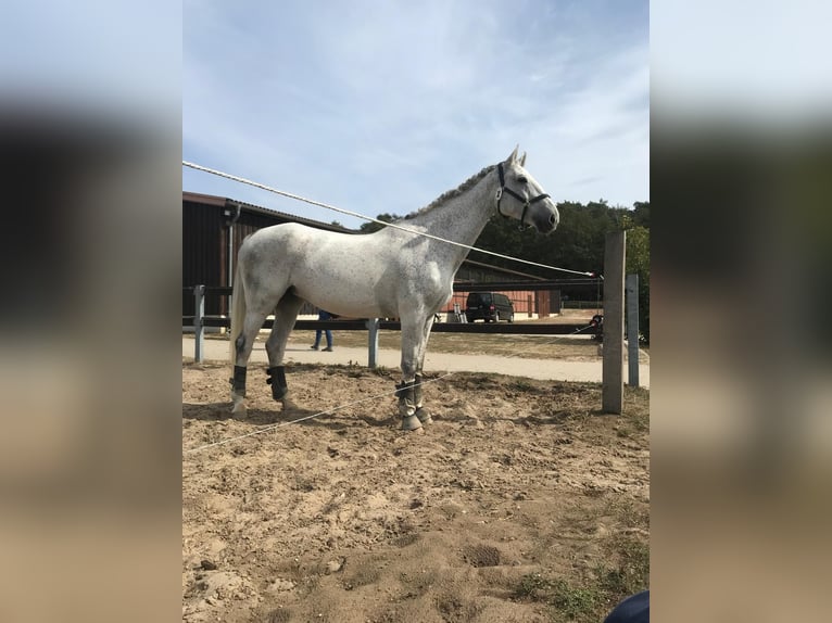 Polnisches Warmblut Stute 17 Jahre 168 cm Schimmel in Die&#xDF;en am Ammersee