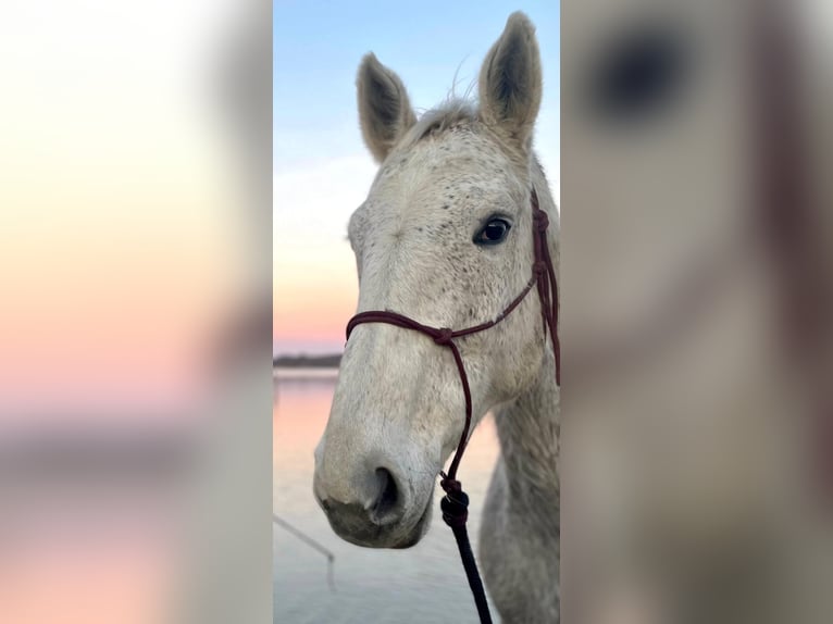 Polnisches Warmblut Stute 17 Jahre 168 cm Schimmel in Die&#xDF;en am Ammersee