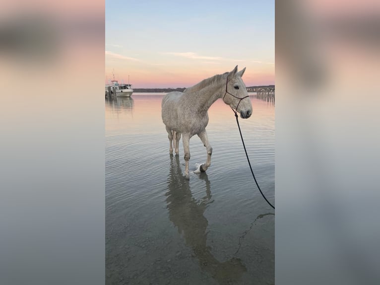 Polnisches Warmblut Stute 17 Jahre 168 cm Schimmel in Die&#xDF;en am Ammersee