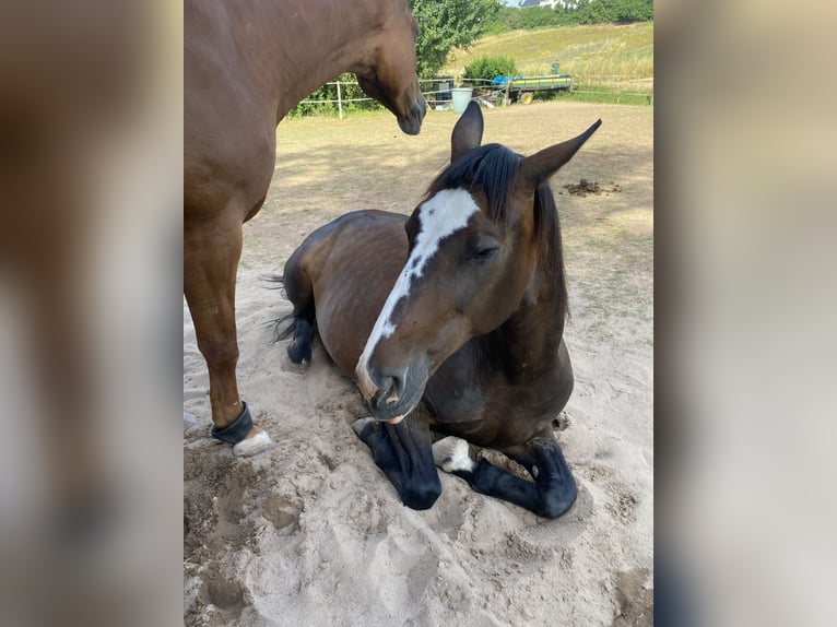 Polnisches Warmblut Stute 19 Jahre 170 cm Dunkelbrauner in Wollbach