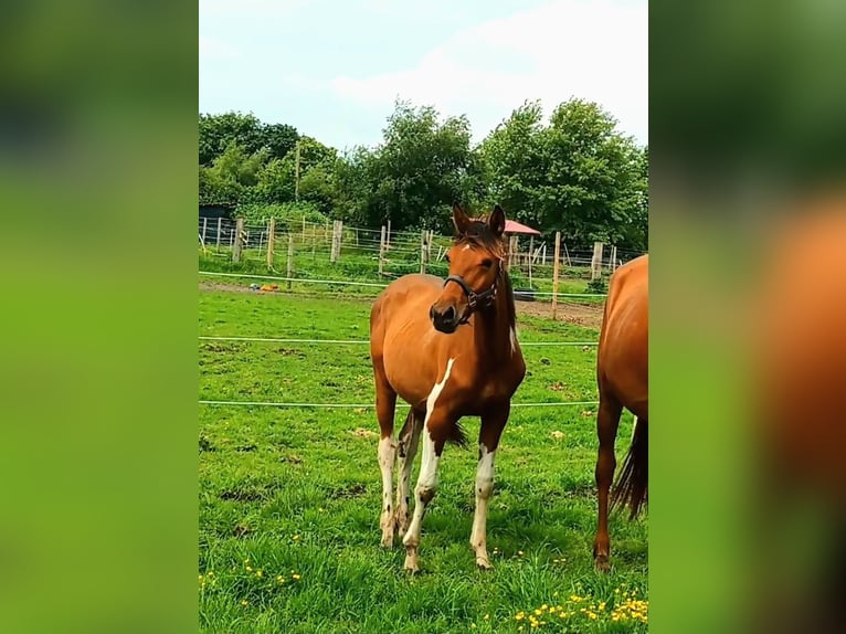 Polnisches Warmblut Mix Stute 1 Jahr 155 cm Schecke in Bredstedt