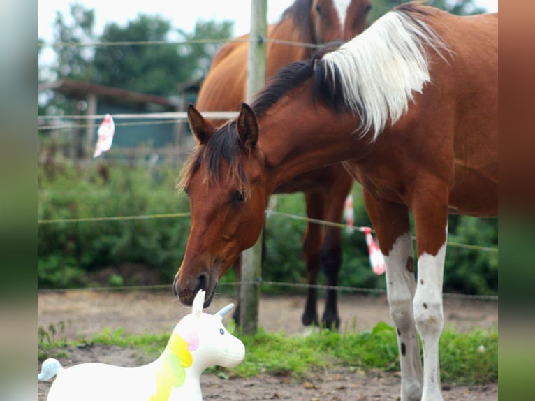 Polnisches Warmblut Mix Stute 1 Jahr 155 cm Schecke in Bredstedt