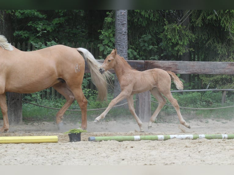 Polnisches Warmblut Stute 1 Jahr 168 cm Palomino in Gronków