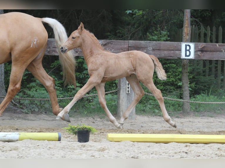 Polnisches Warmblut Stute 1 Jahr 168 cm Palomino in Gronków