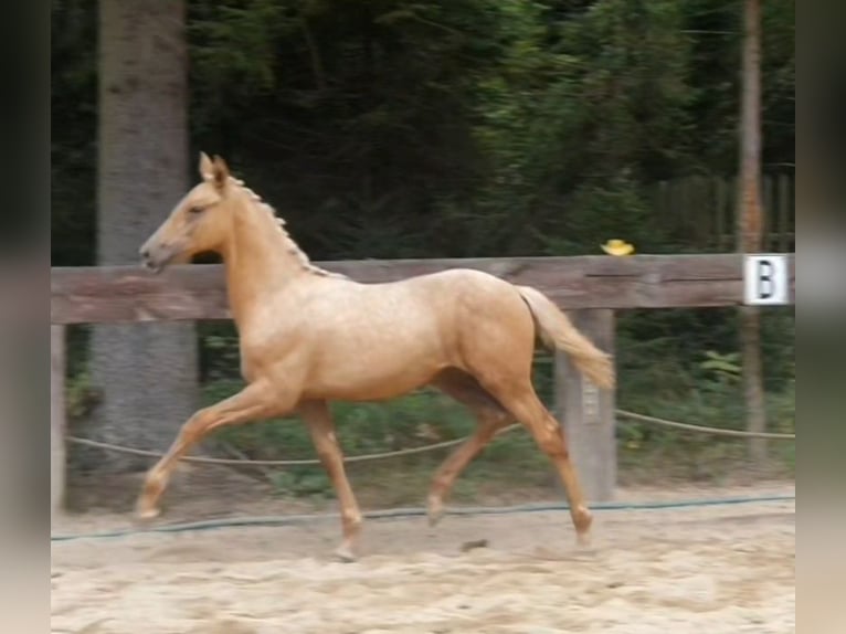 Polnisches Warmblut Stute 1 Jahr 168 cm Palomino in Gronków