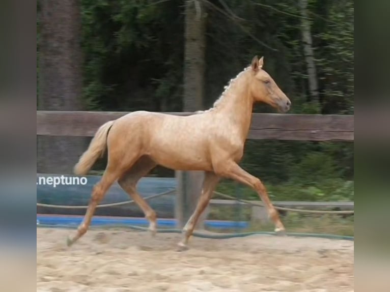 Polnisches Warmblut Stute 1 Jahr 168 cm Palomino in Gronków