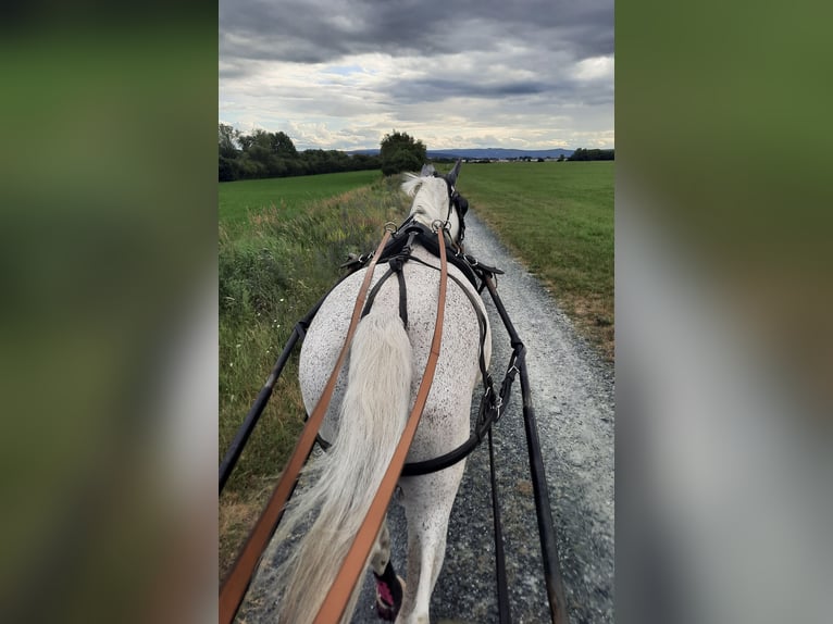 Polnisches Warmblut Stute 20 Jahre 165 cm Fliegenschimmel in Sankt Georgen am Leithagebirge Polnisches Warmblut Stute 20 Jahre 165 cm Fliegenschimmel in Sankt Georgen am Leithagebirge