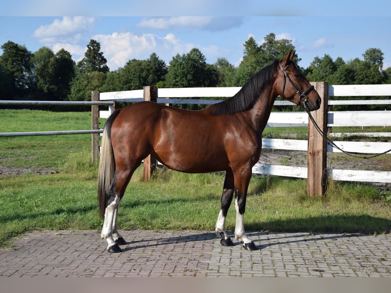 Polnisches Warmblut Stute 2 Jahre 153 cm Schecke in Chelmno