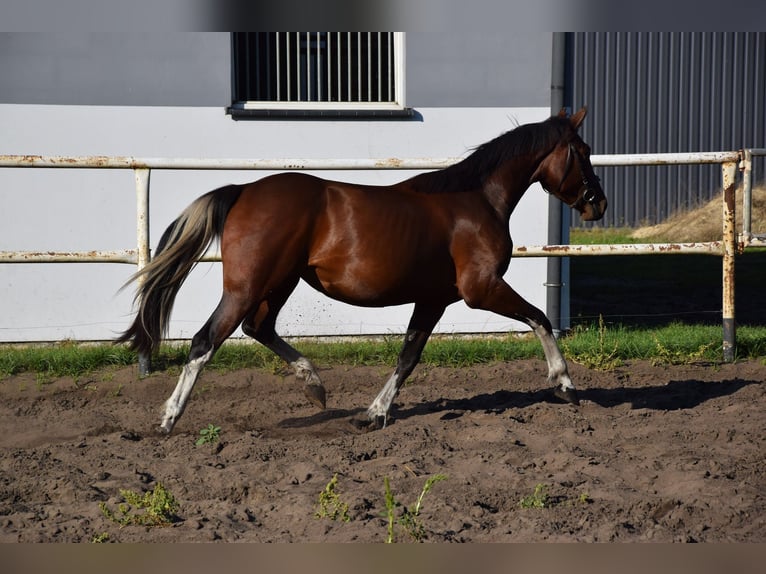Polnisches Warmblut Stute 2 Jahre 153 cm Schecke in Chelmno