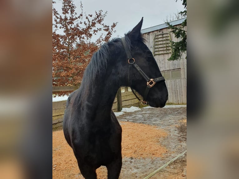 Polnisches Warmblut Stute 2 Jahre 165 cm Rappe in Tiefenbach