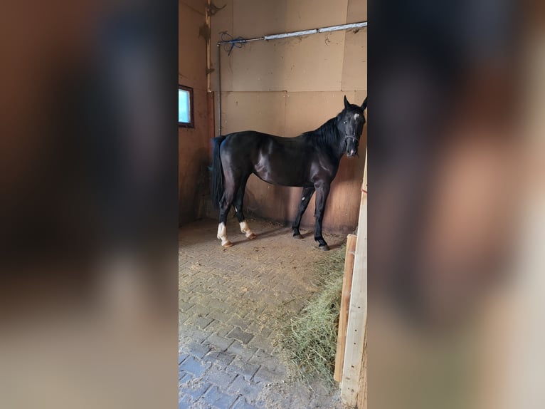Polnisches Warmblut Stute 2 Jahre 165 cm Rappe in Tiefenbach