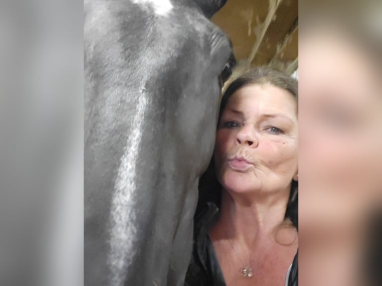 Polnisches Warmblut Stute 2 Jahre 165 cm Rappe in Tiefenbach