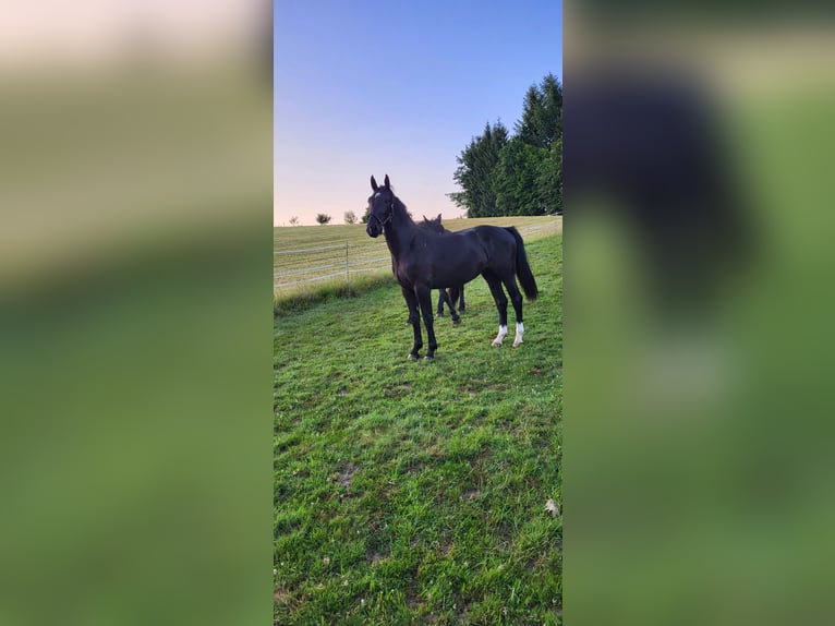 Polnisches Warmblut Stute 2 Jahre 165 cm Rappe in Tiefenbach