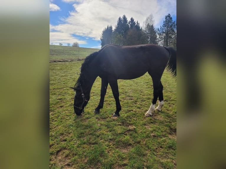 Polnisches Warmblut Stute 2 Jahre 165 cm Rappe in Tiefenbach