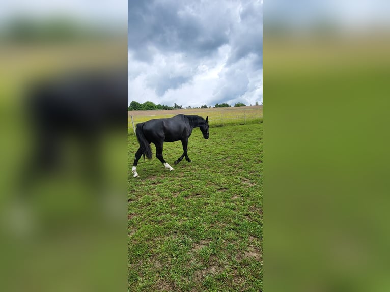 Polnisches Warmblut Stute 2 Jahre 165 cm Rappe in Tiefenbach