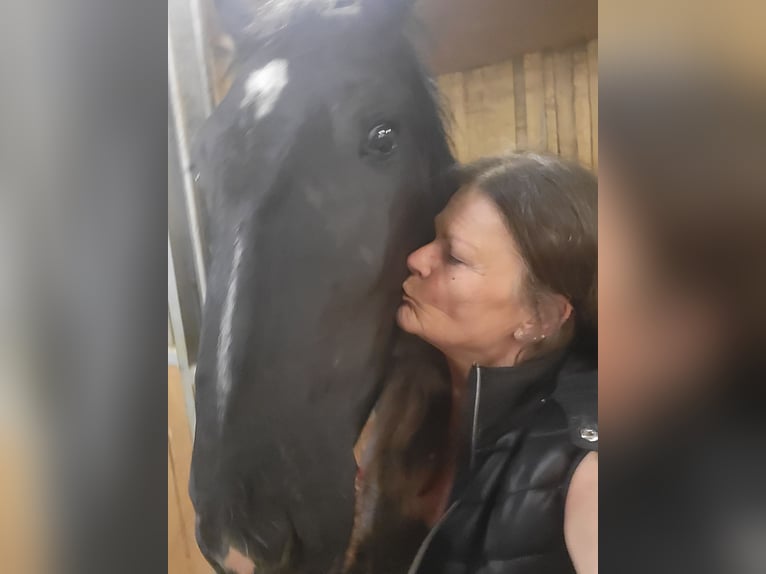 Polnisches Warmblut Stute 2 Jahre 165 cm Rappe in Tiefenbach