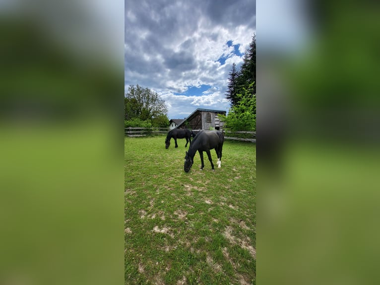 Polnisches Warmblut Stute 2 Jahre 165 cm Rappe in Tiefenbach