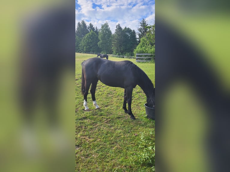 Polnisches Warmblut Stute 2 Jahre 165 cm Rappe in Tiefenbach