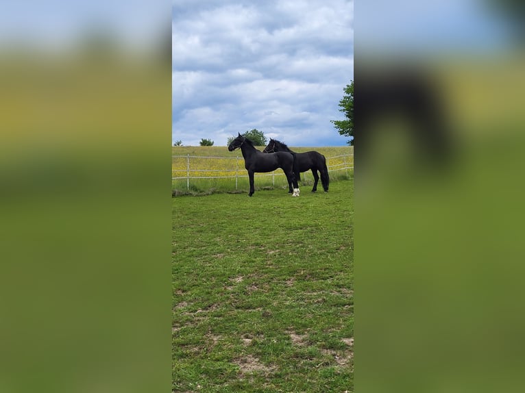 Polnisches Warmblut Stute 2 Jahre 165 cm Rappe in Tiefenbach