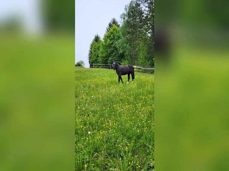 Polnisches Warmblut Stute 2 Jahre 165 cm Rappe in Tiefenbach