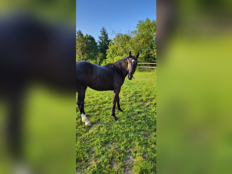 Polnisches Warmblut Stute 2 Jahre 165 cm Rappe in Tiefenbach