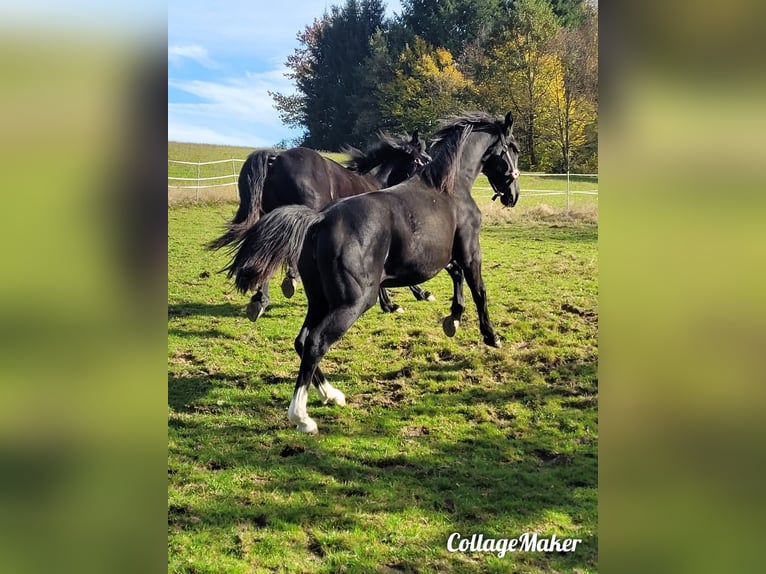 Polnisches Warmblut Stute 2 Jahre 165 cm Rappe in Tiefenbach