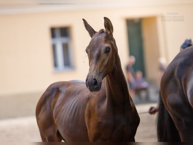 Polnisches Warmblut Stute 2 Jahre 170 cm Buckskin in Stropieszyn
