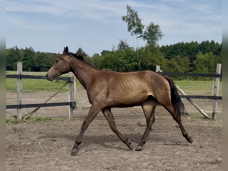 Polnisches Warmblut Stute 2 Jahre 170 cm Buckskin in Stropieszyn