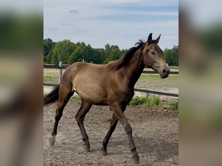 Polnisches Warmblut Stute 2 Jahre 170 cm Buckskin in Stropieszyn