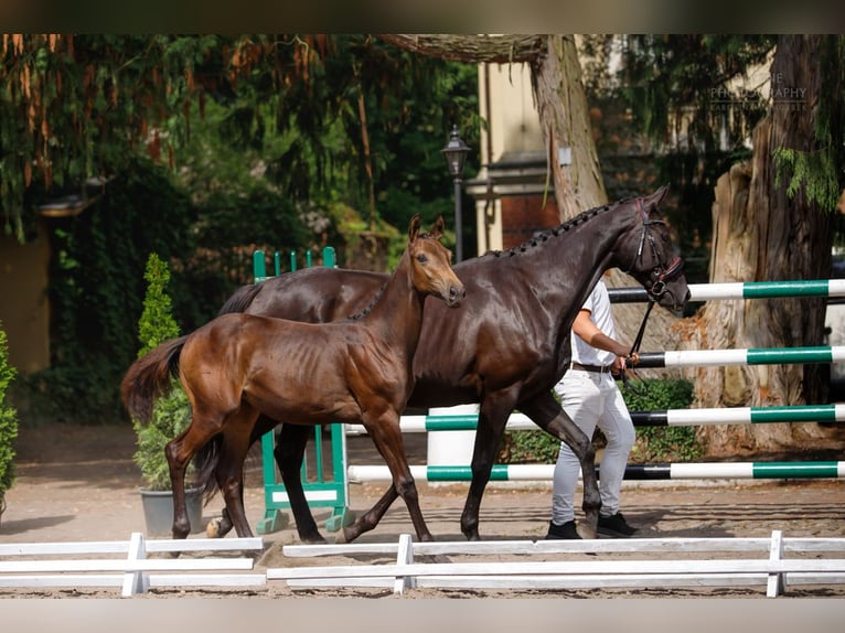 Polnisches Warmblut Stute 2 Jahre 170 cm Buckskin in Stropieszyn