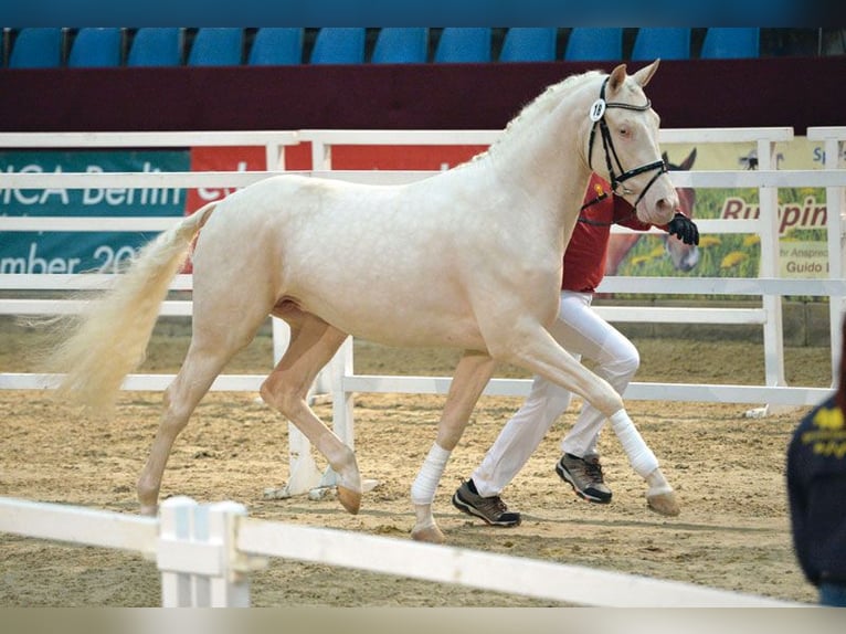 Polnisches Warmblut Stute 2 Jahre 170 cm Buckskin in Stropieszyn