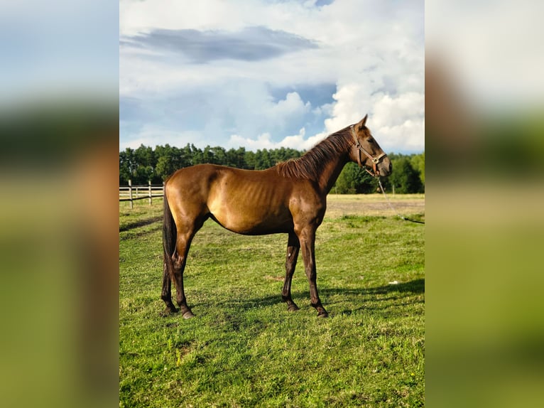 Polnisches Warmblut Stute 2 Jahre 170 cm Buckskin in Stropieszyn