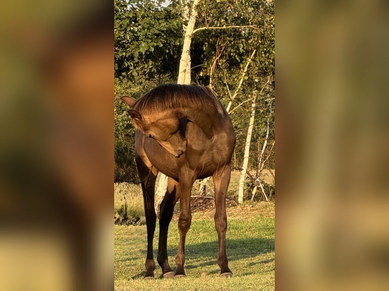 Polnisches Warmblut Stute 2 Jahre 170 cm Buckskin in Stropieszyn
