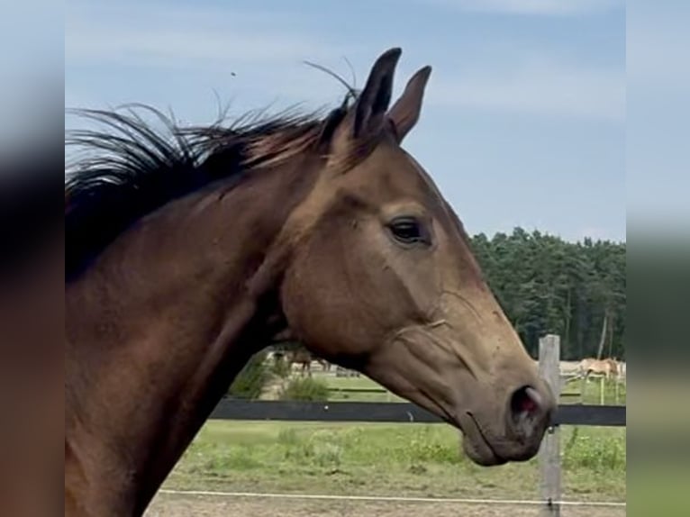 Polnisches Warmblut Stute 2 Jahre 170 cm Buckskin in Stropieszyn