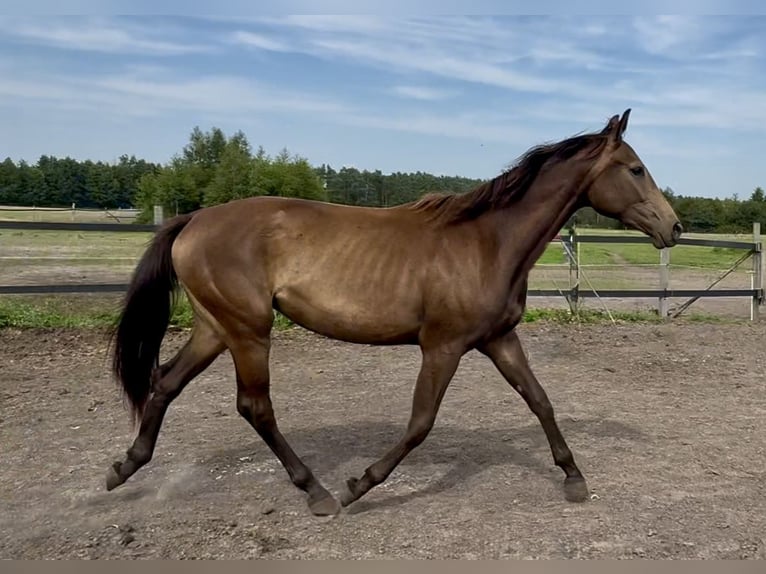 Polnisches Warmblut Stute 2 Jahre 170 cm Buckskin in Stropieszyn